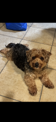 Lost Male Dog last seen Lemon avenue and 17th street in Long Beach, Long Beach, CA 90813