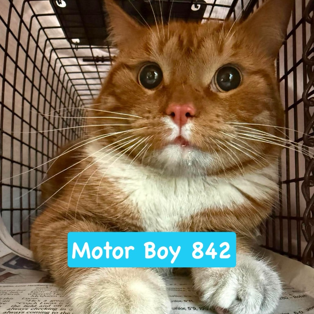 Shelter Stray Male Cat last seen , Animal Care & Control Team of Philly, 111 W Hunting Park Ave, Philadelphia, PA 19140, USA
