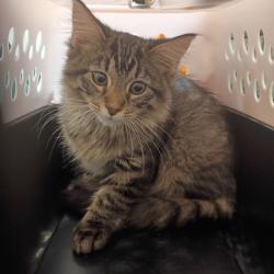 Shelter Stray Male Cat last seen , 1211 Old Graves Mill Rd, Lynchburg, VA 24502, USA