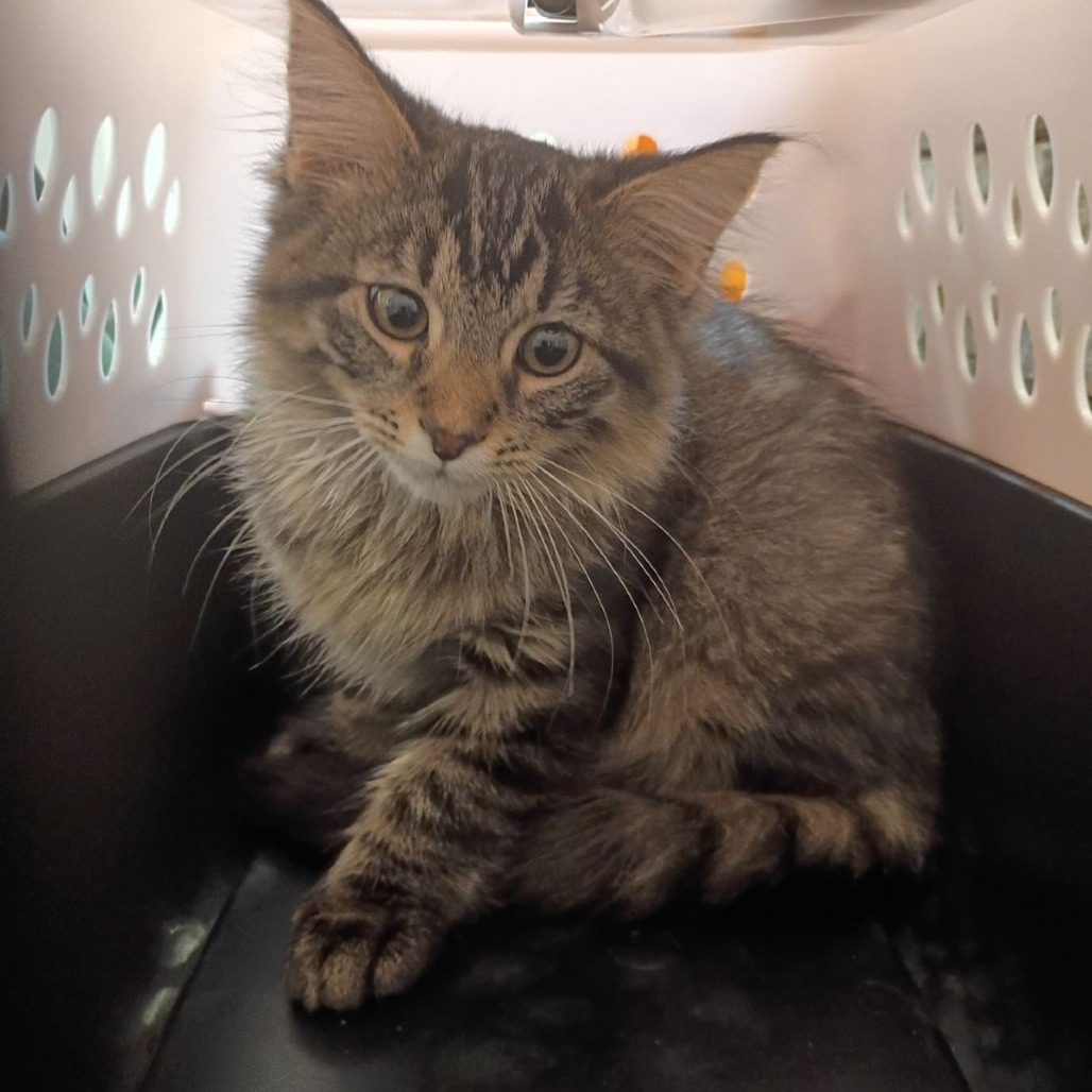 Shelter Stray Male Cat last seen , 1211 Old Graves Mill Rd, Lynchburg, VA 24502, USA