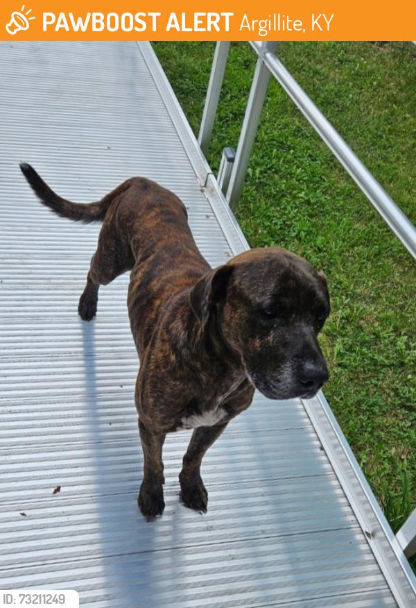 Found/Stray Male Dog last seen Argillite, near Turkey Lick Road, Argillite, KY 41121