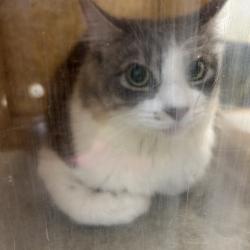 Shelter Stray Female Cat last seen , Animal Care & Control Team of Philly, 111 W Hunting Park Ave, Philadelphia, PA 19140, USA
