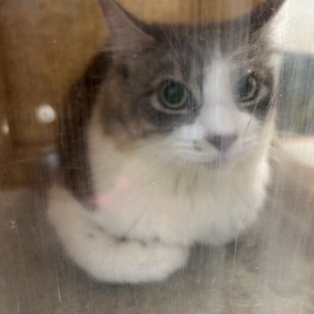 Shelter Stray Female Cat last seen , Animal Care & Control Team of Philly, 111 W Hunting Park Ave, Philadelphia, PA 19140, USA