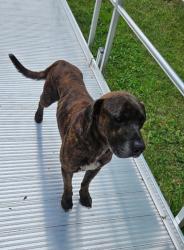 Found/Stray Male Dog last seen Argillite, near Turkey Lick Road, Argillite, KY 41121