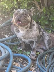 Lost Male Dog last seen Main and peach, Hesperia, CA 92345