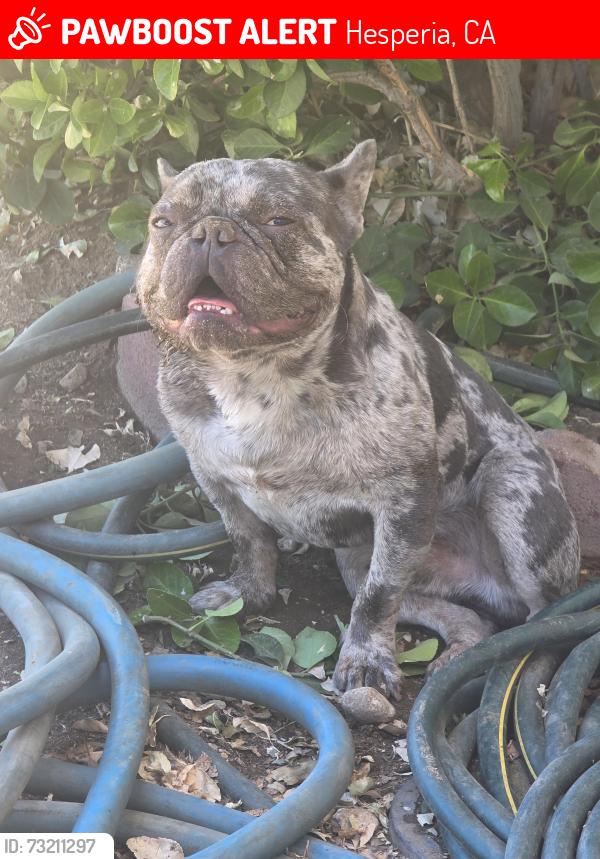 Lost Male Dog last seen Main and peach, Hesperia, CA 92345
