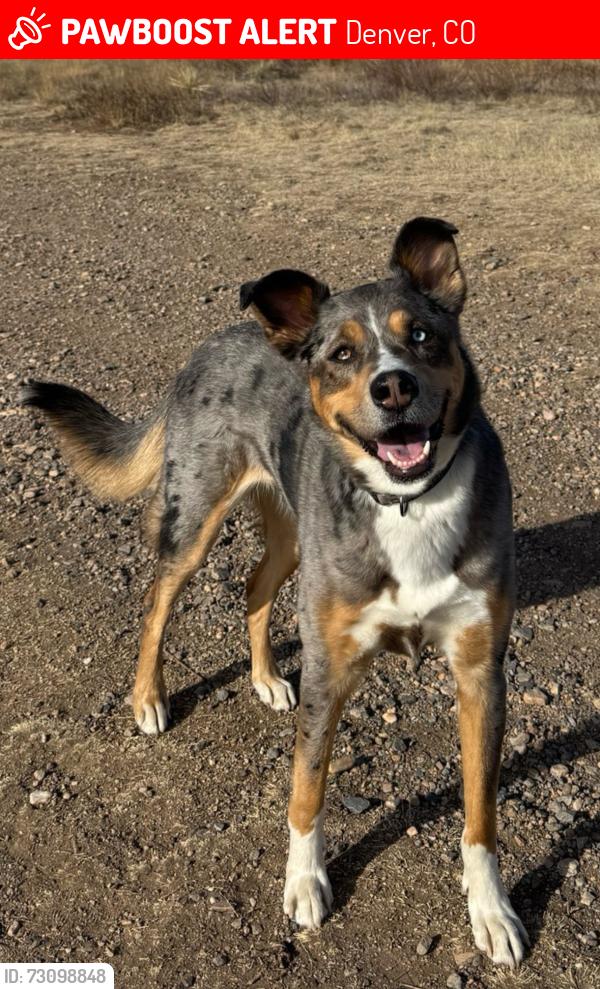 Lost Female Dog last seen 47th and race street denver co, Denver, CO 80216