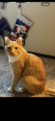 Lost Male Cat last seen Lake/Hwy 55, Caldwell, ID 83607