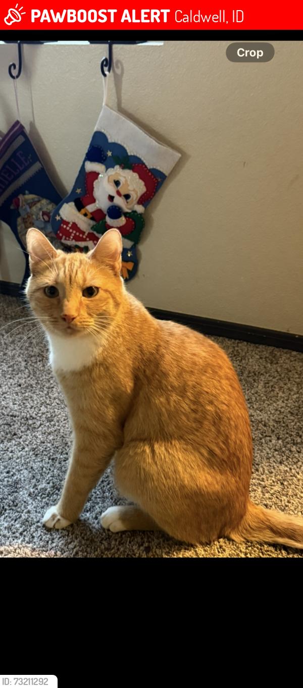 Lost Male Cat last seen Lake/Hwy 55, Caldwell, ID 83607