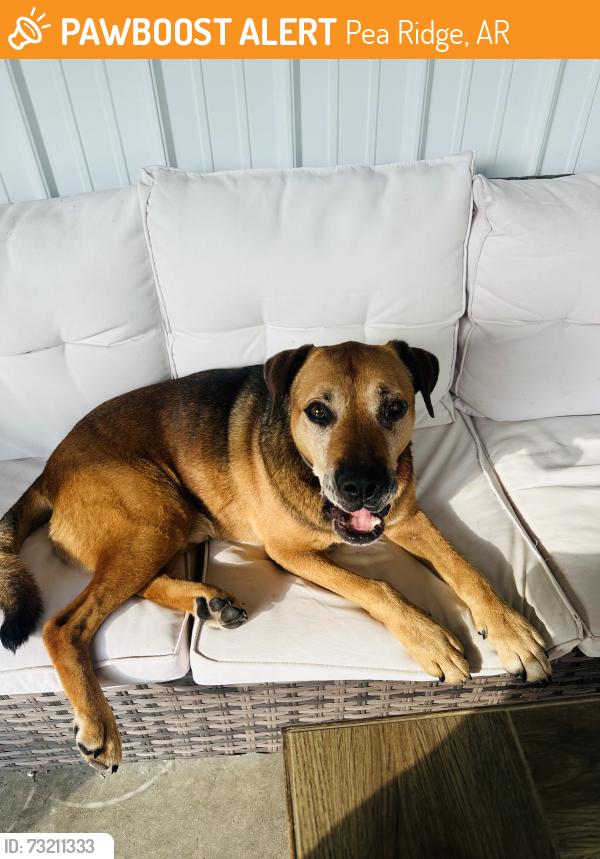 Rehomed Male Dog last seen Gates, Pea Ridge, AR 72751