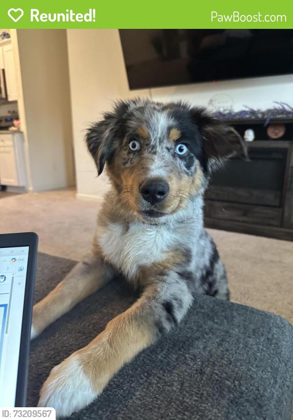 Reunited Female Dog last seen Elderberry, Houston, TX 77049