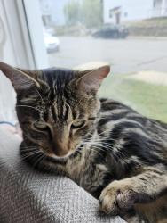 Reunited Male Cat last seen Church st intersection, Gardner, MA 01440
