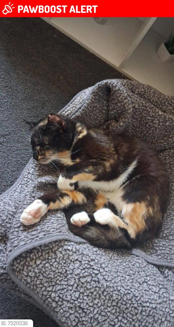 Lost Female Cat last seen rochdale - bentley street, Greater Manchester, England OL12 6EU