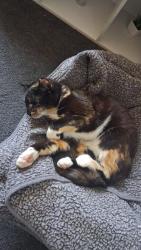 Lost Female Cat last seen rochdale - bentley street, Greater Manchester, England OL12 6EU