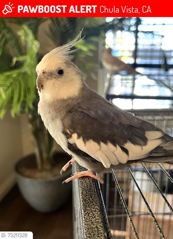 Lost Male Bird last seen On I Street between Avenue and Broadway across from Olive Garden and Chula Vista Ma, Chula Vista, CA 91910