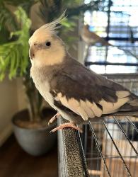 Lost Male Bird last seen On I Street between Avenue and Broadway across from Olive Garden and Chula Vista Ma, Chula Vista, CA 91910