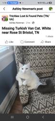 Lost Male Cat last seen Near Cherry St and Rose, Bristol, TN 37620