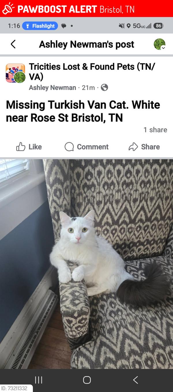 Lost Male Cat last seen Near Cherry St and Rose, Bristol, TN 37620
