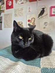 Reunited Male Cat last seen Ontario E&Florian, Montréal, QC H2K 2P4