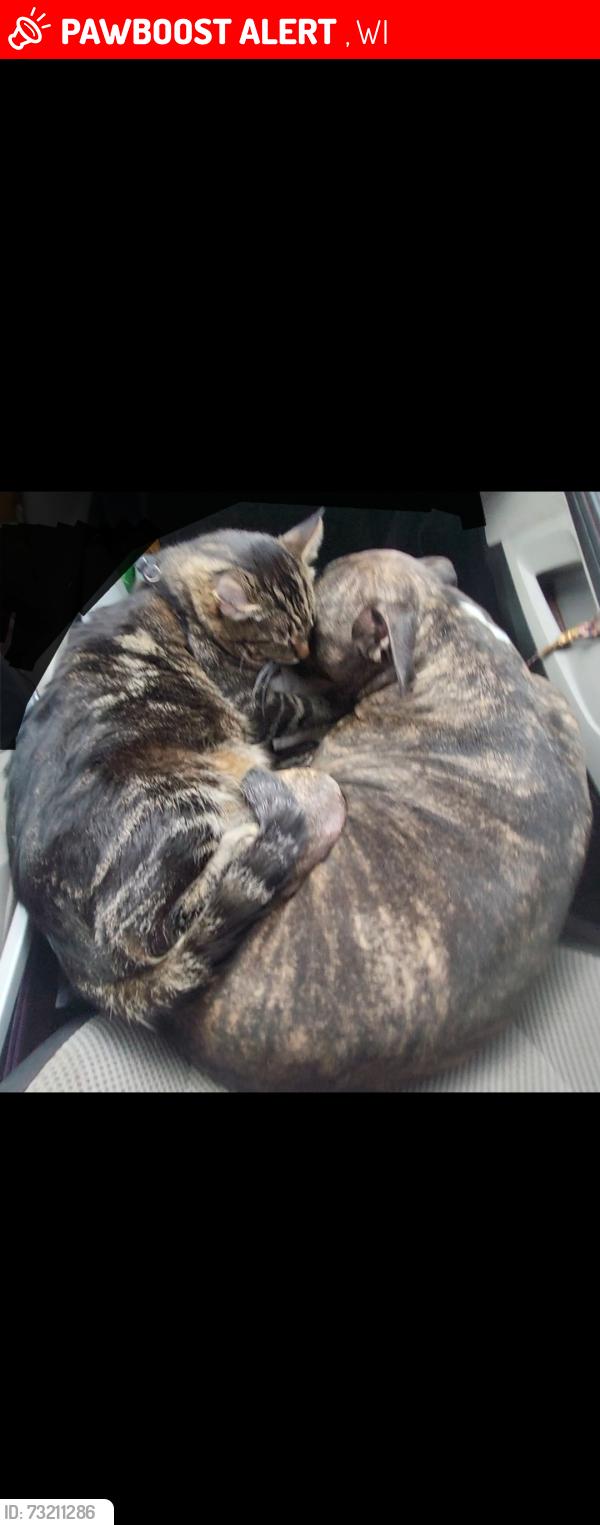 Lost Male Cat last seen Kwik trip E wisconsin/meade appleton wi 54911, Appleton, WI 54911