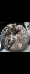 Lost Male Cat last seen Kwik trip E wisconsin/meade appleton wi 54911, Appleton, WI 54911