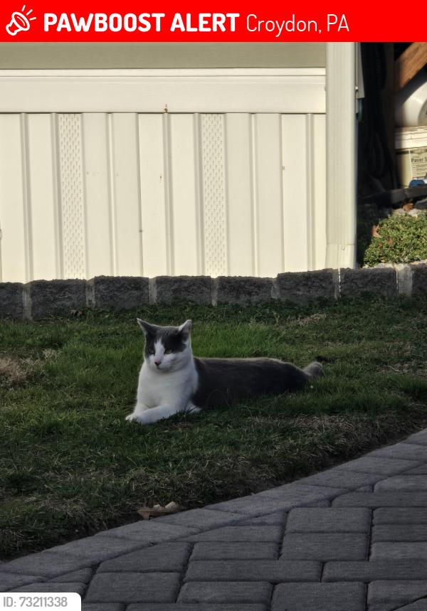 Lost Female Cat last seen Near Wyoming Ave, Croydon PA, Croydon, PA 19021