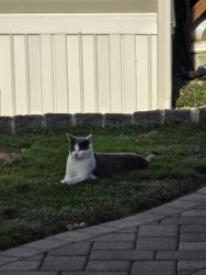 Lost Female Cat last seen Near Wyoming Ave, Croydon PA, Croydon, PA 19021