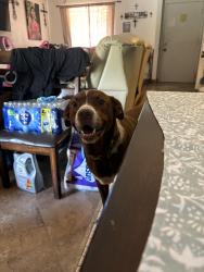 Reunited Male Dog last seen Toyota Field, San Antonio, TX 78233