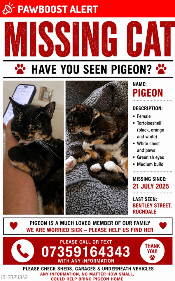 Lost Female Cat last seen bentley street rochdale, Greater Manchester, England 