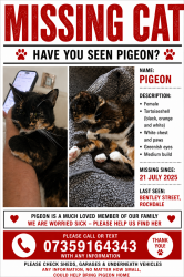 Lost Female Cat last seen bentley street rochdale, Greater Manchester, England 