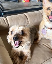 Reunited Male Dog last seen Michelle st and outer dr., Saginaw, MI 48607