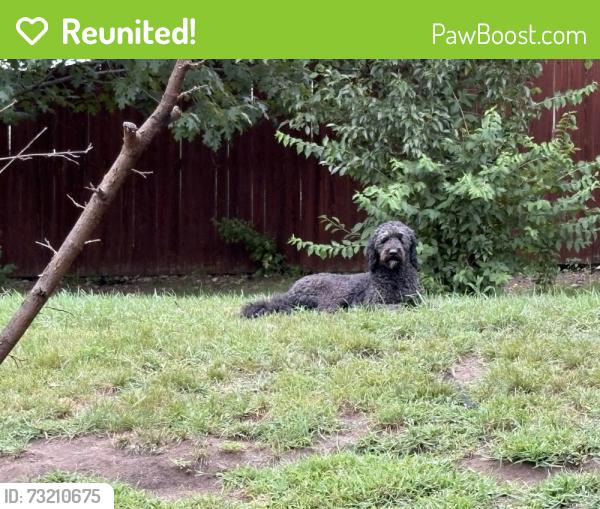 Reunited Female Dog last seen Pinecroft and Autumnwood dr, Rockton, IL 61072