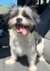 Shelter Stray Female Dog last seen Midwest City, 8485 E Reno Ave, Midwest City, OK 73110, USA