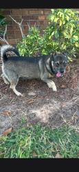 Found/Stray Male Dog last seen Whisper lakes Dr, Orlando, FL 32837