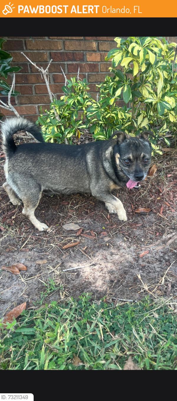 Found/Stray Male Dog last seen Whisper lakes Dr, Orlando, FL 32837