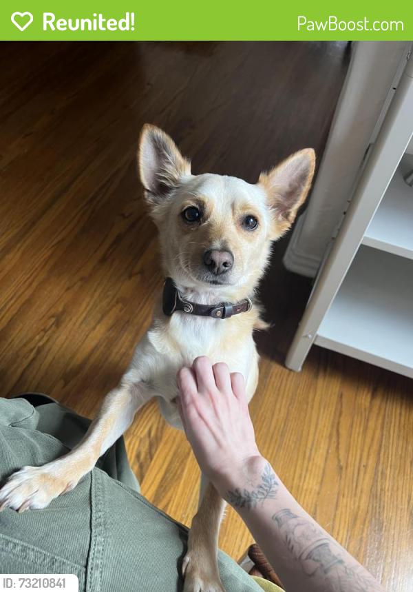 Reunited Male Dog last seen Franklin Ave, Los Angeles, CA 90027