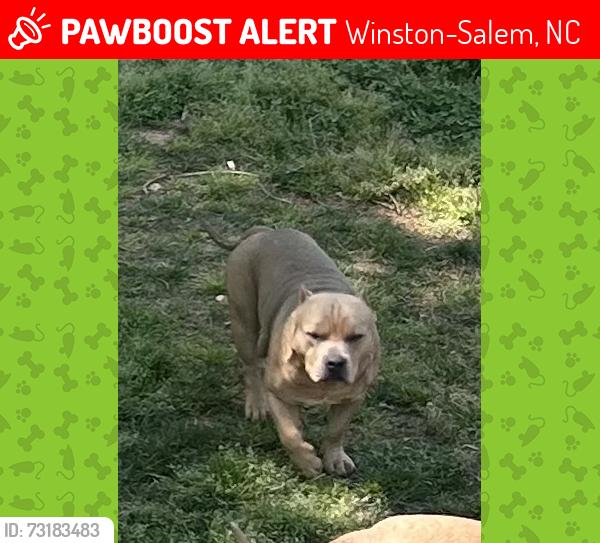 Lost Male Dog last seen South Main Street area, Winston-Salem, NC 27101