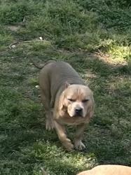 Lost Male Dog last seen South Main Street area, Winston-Salem, NC 27101