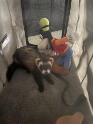 Found/Stray Unknown Ferret last seen Barrington, Palm Beach County, FL 33498