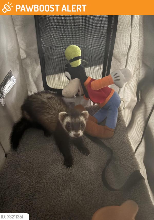 Found/Stray Unknown Ferret last seen Barrington, Palm Beach County, FL 33498