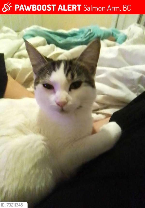 Lost Female Cat last seen Rave sign, Salmon Arm, BC 
