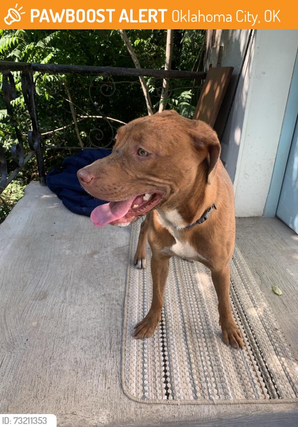 Found/Stray Male Dog last seen Pine Lake apmts, Oklahoma City, OK 73127