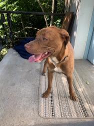 Found/Stray Male Dog last seen Pine Lake apmts, Oklahoma City, OK 73127
