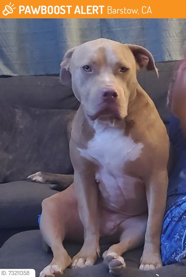 Found/Stray Male Dog last seen Lenwood rd/W main st, Barstow, CA 92311