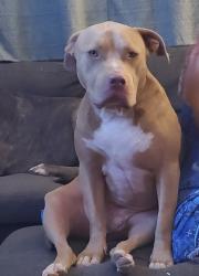 Found/Stray Male Dog last seen Lenwood rd/W main st, Barstow, CA 92311