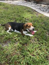 Found/Stray Female Dog last seen Near nw 194st Hialeah Spanish Lakes, Hialeah, FL 33010