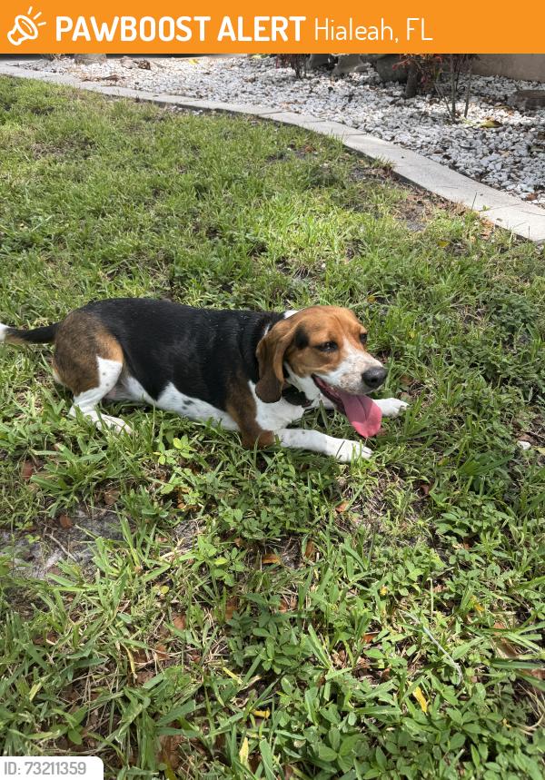 Found/Stray Female Dog last seen Near nw 194st Hialeah Spanish Lakes, Hialeah, FL 33010