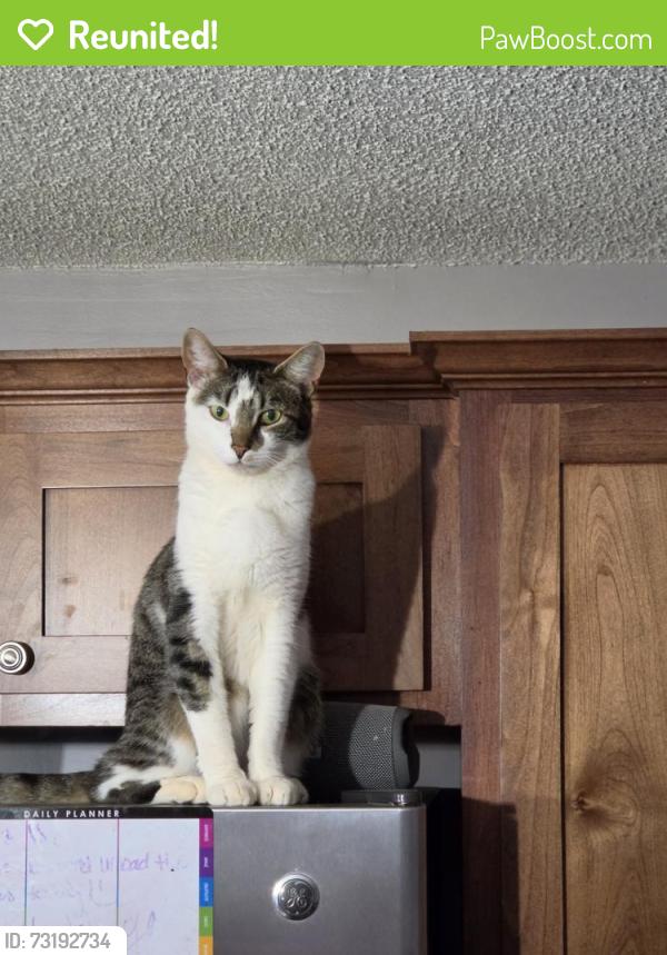 Reunited Male Cat last seen Springfield Rd, Boiling Springs, SC 29316