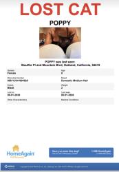 Reunited Female Cat last seen Mountain Blvd, Oakland, CA 94619