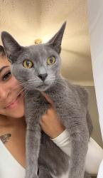 Lost Male Cat last seen Corbin street Melvindale Mi, Melvindale, MI 48122